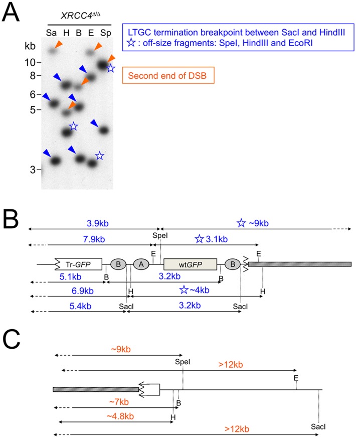 Fig 5