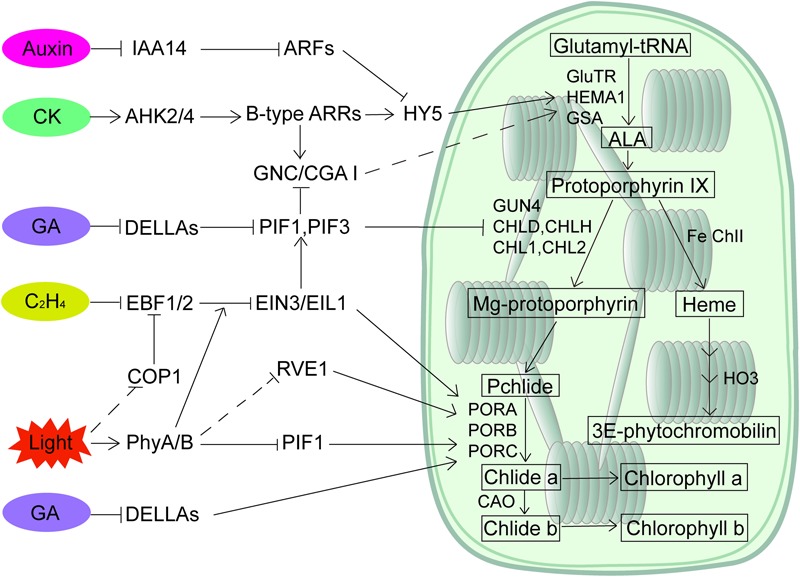 FIGURE 1