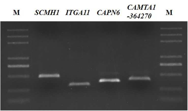 FIGURE 3