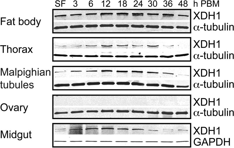 Figure 5.