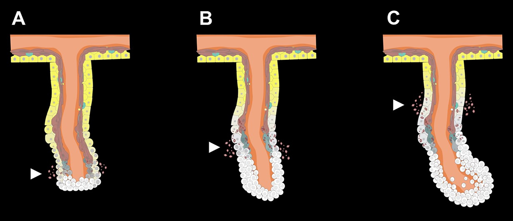 Fig 3.