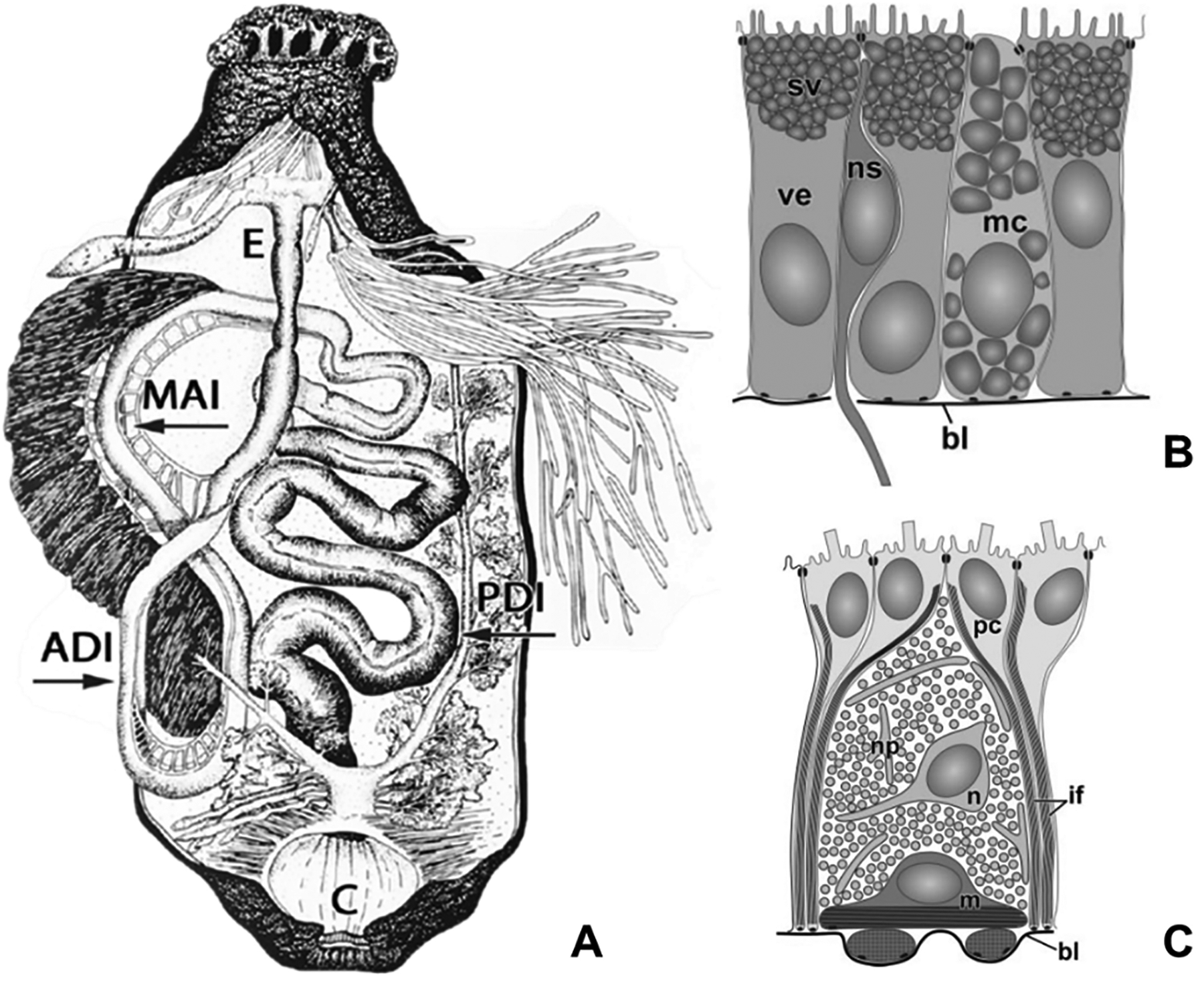 Fig 2.