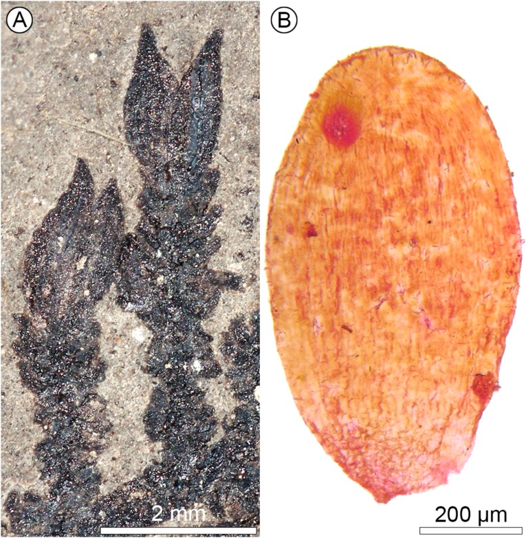 Fig. S3.