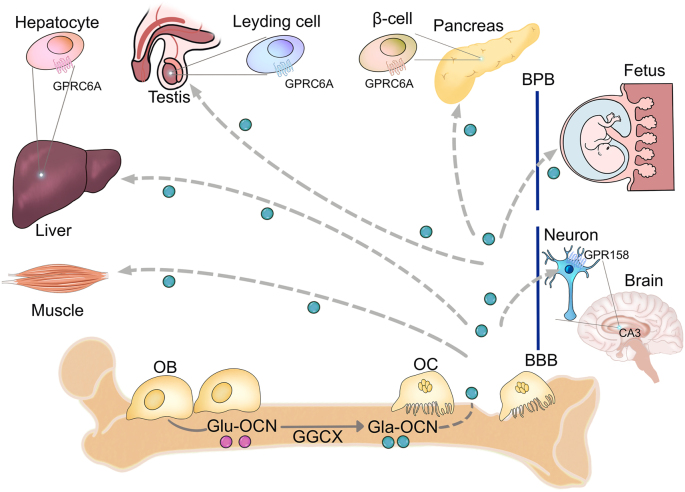 Figure 3: