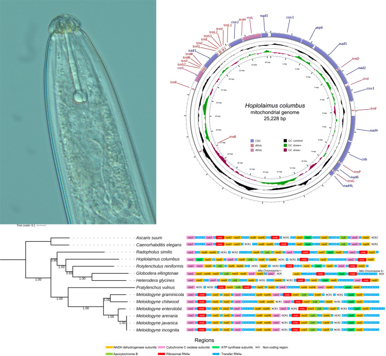 graphic file with name 13071_2020_4187_Figa_HTML.jpg