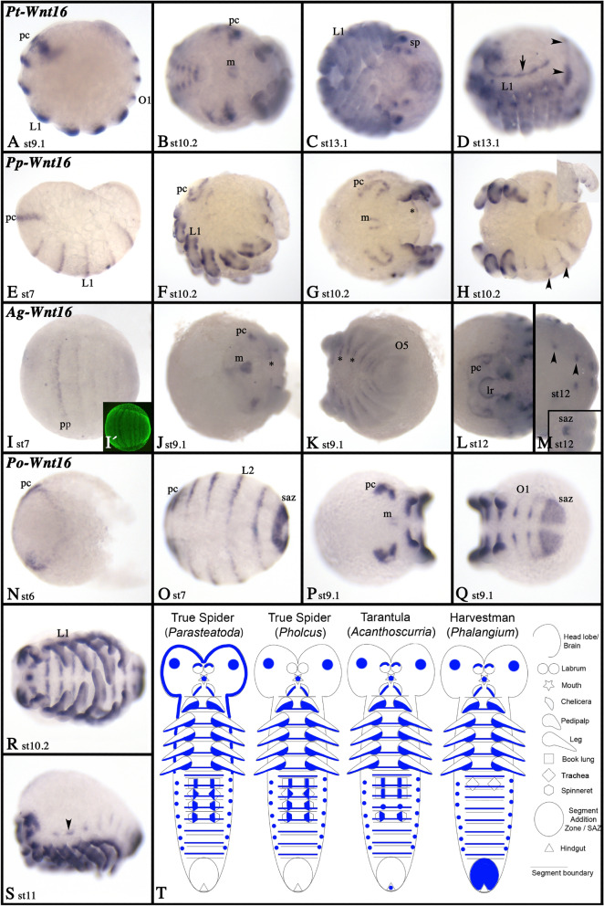 Fig. 15