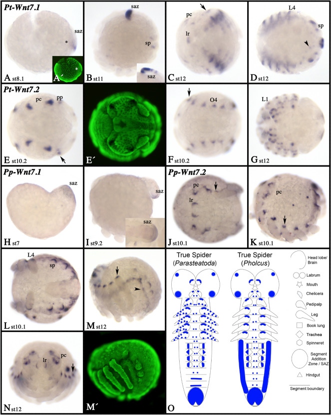 Fig. 10