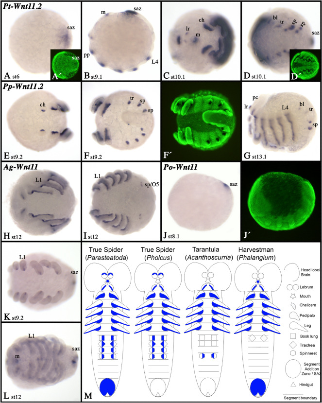 Fig. 14