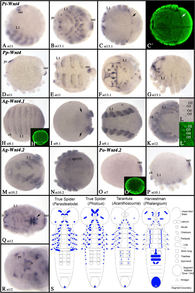 Fig. 7
