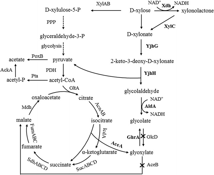 Fig. 1