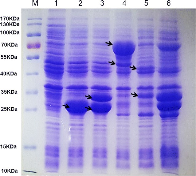 Fig. 2