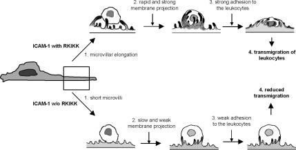 Figure 11.