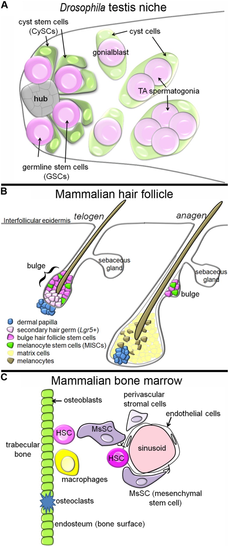 FIGURE 1