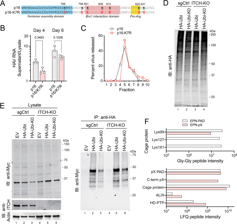 FIG 6