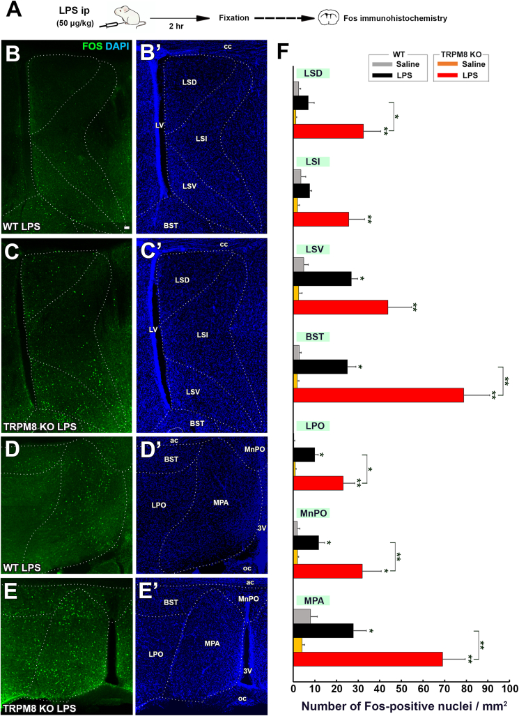 Fig. 8
