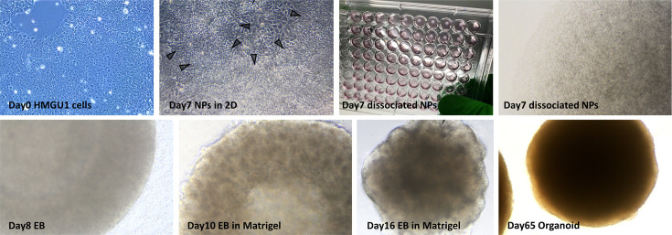 Figure 1—figure supplement 1.