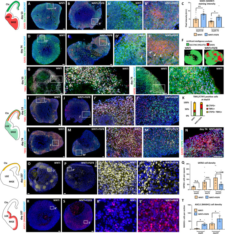 Figure 4—figure supplement 2.