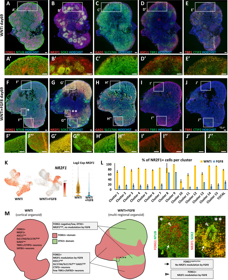 Figure 4—figure supplement 3.