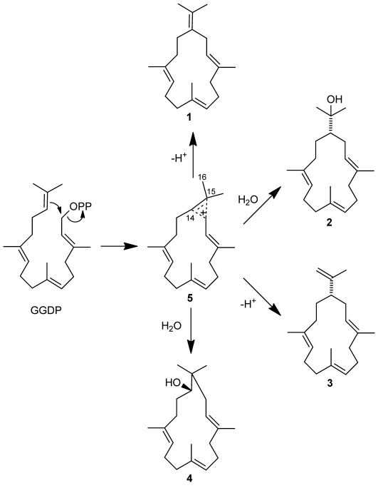 Scheme 2