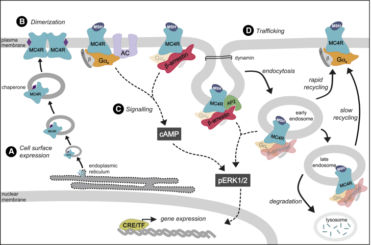 Figure 6