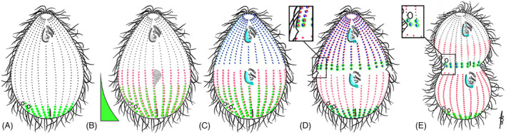 FIGURE 11