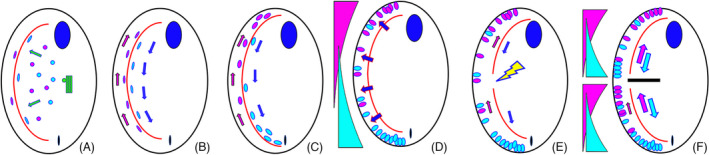 FIGURE 14