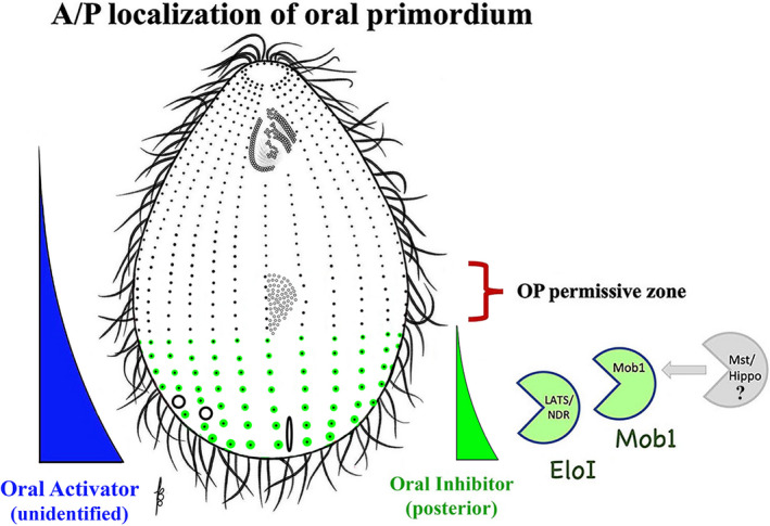 FIGURE 12