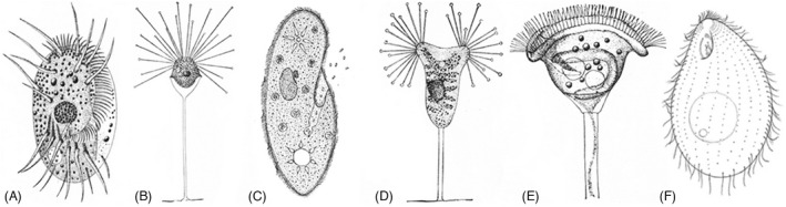 FIGURE 1