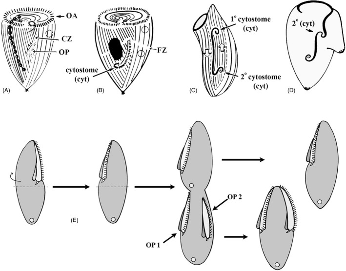 FIGURE 8