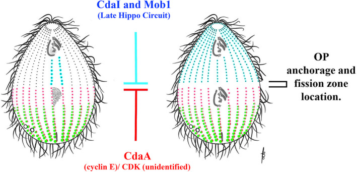 FIGURE 13