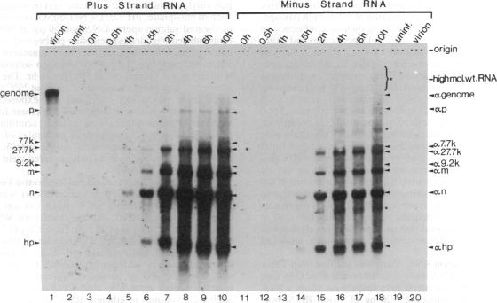 graphic file with name pnas00281-0421-a.jpg