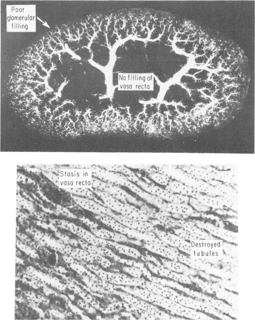 Fig. 7a (top)., 7b (bottom).