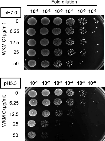 FIG. 7.