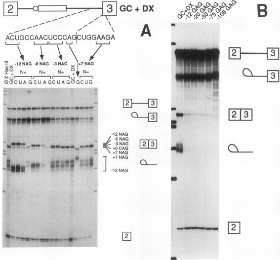 graphic file with name molcellb00020-0502-a.jpg