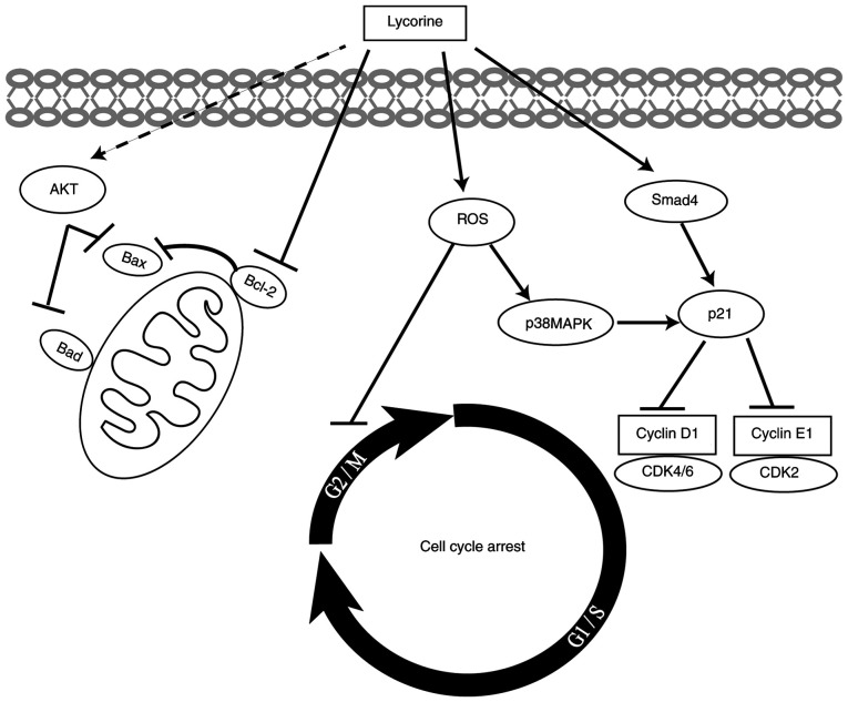 Figure 7.