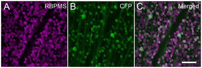 Figure 19