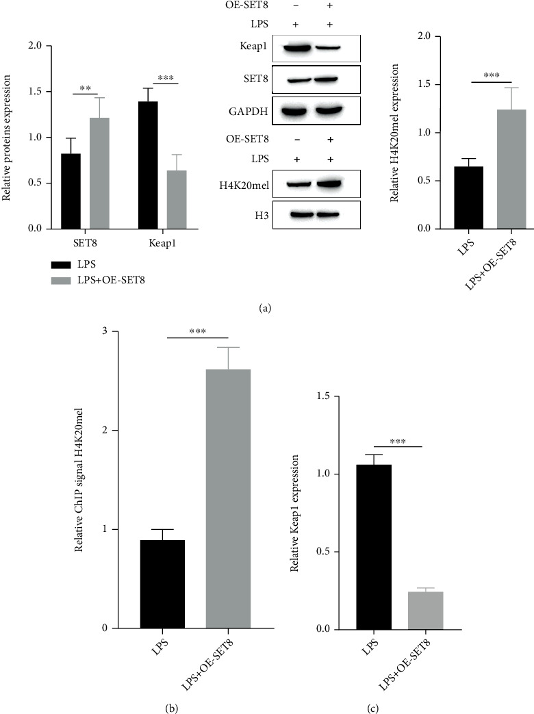 Mechanism of SET8 Activates the Nrf2-KEAP1-ARE Signaling Pathway to ...