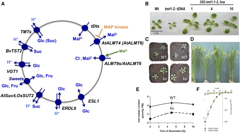 Figure 4.