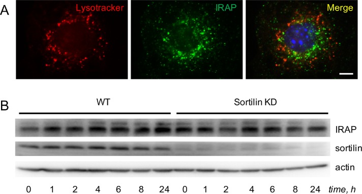 FIGURE 4: