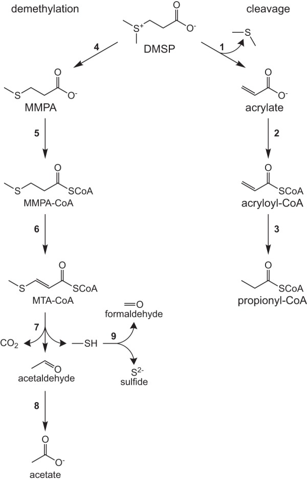 FIG 1