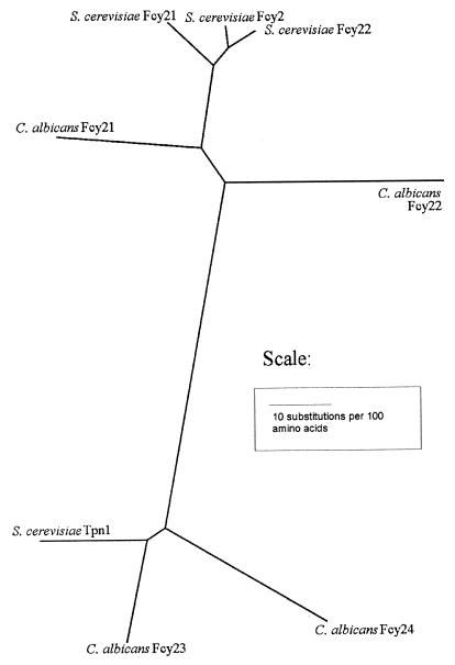 FIG. 2.