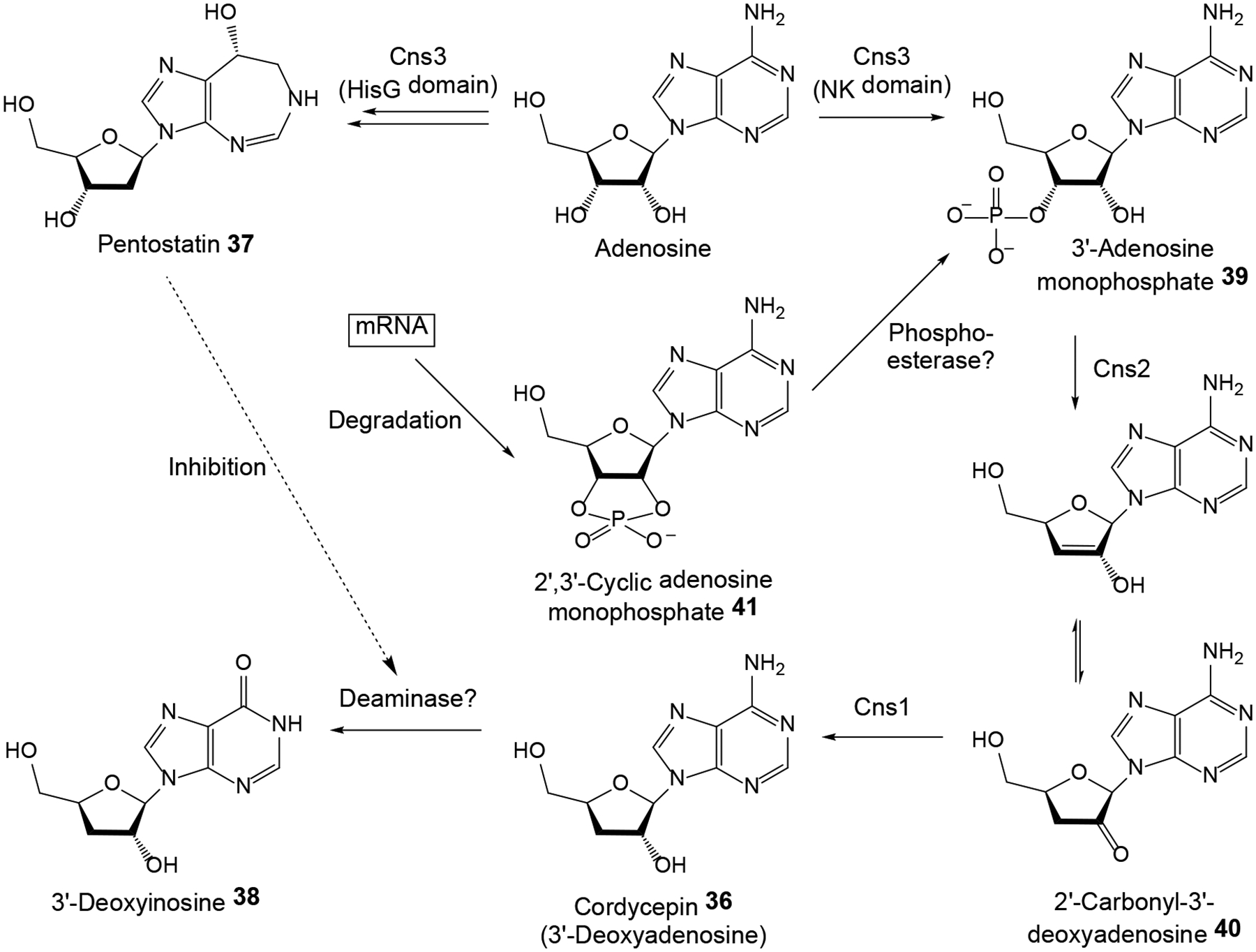 Scheme 11.