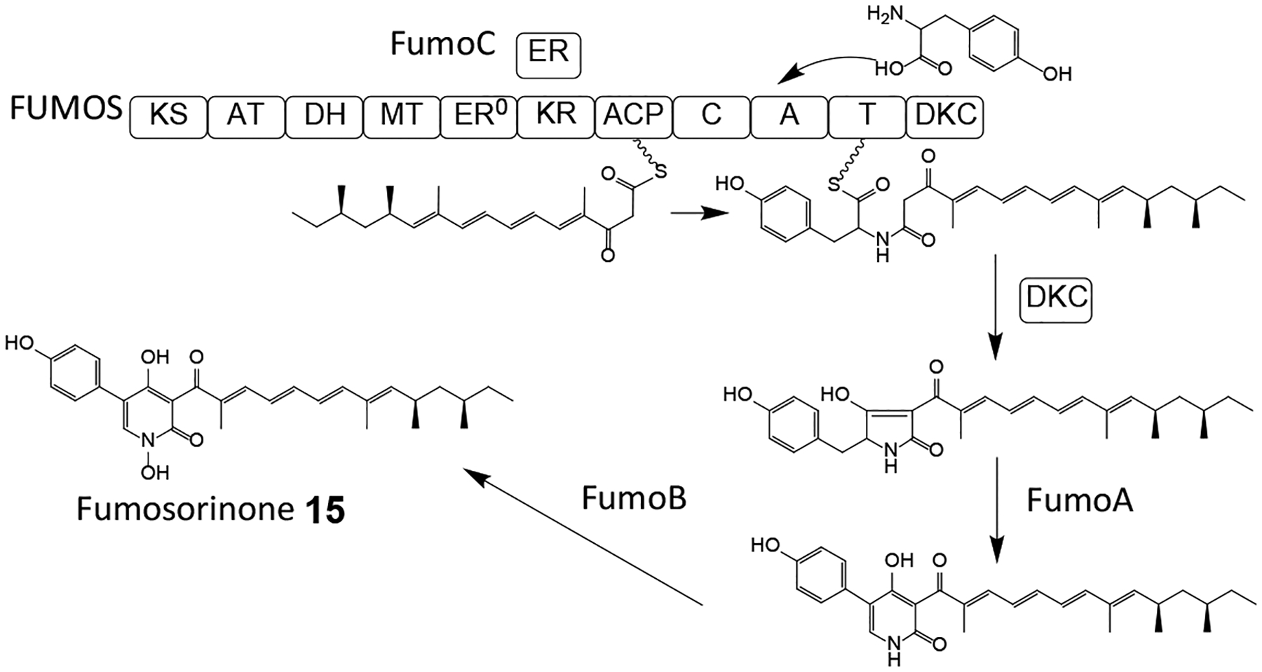 Scheme 5.