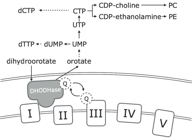 Fig. (1)