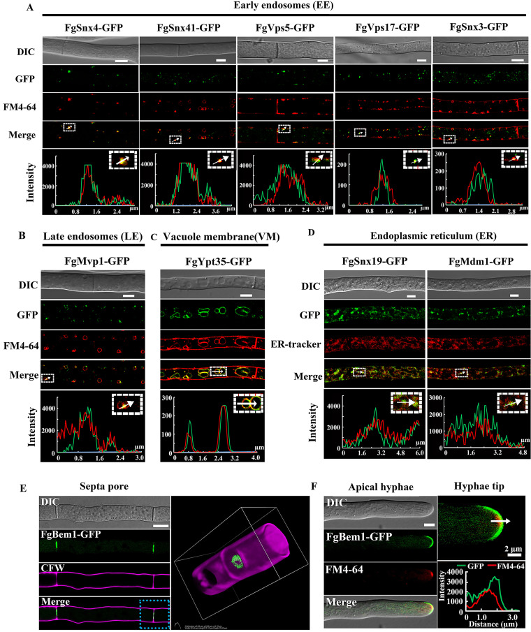 FIG 1