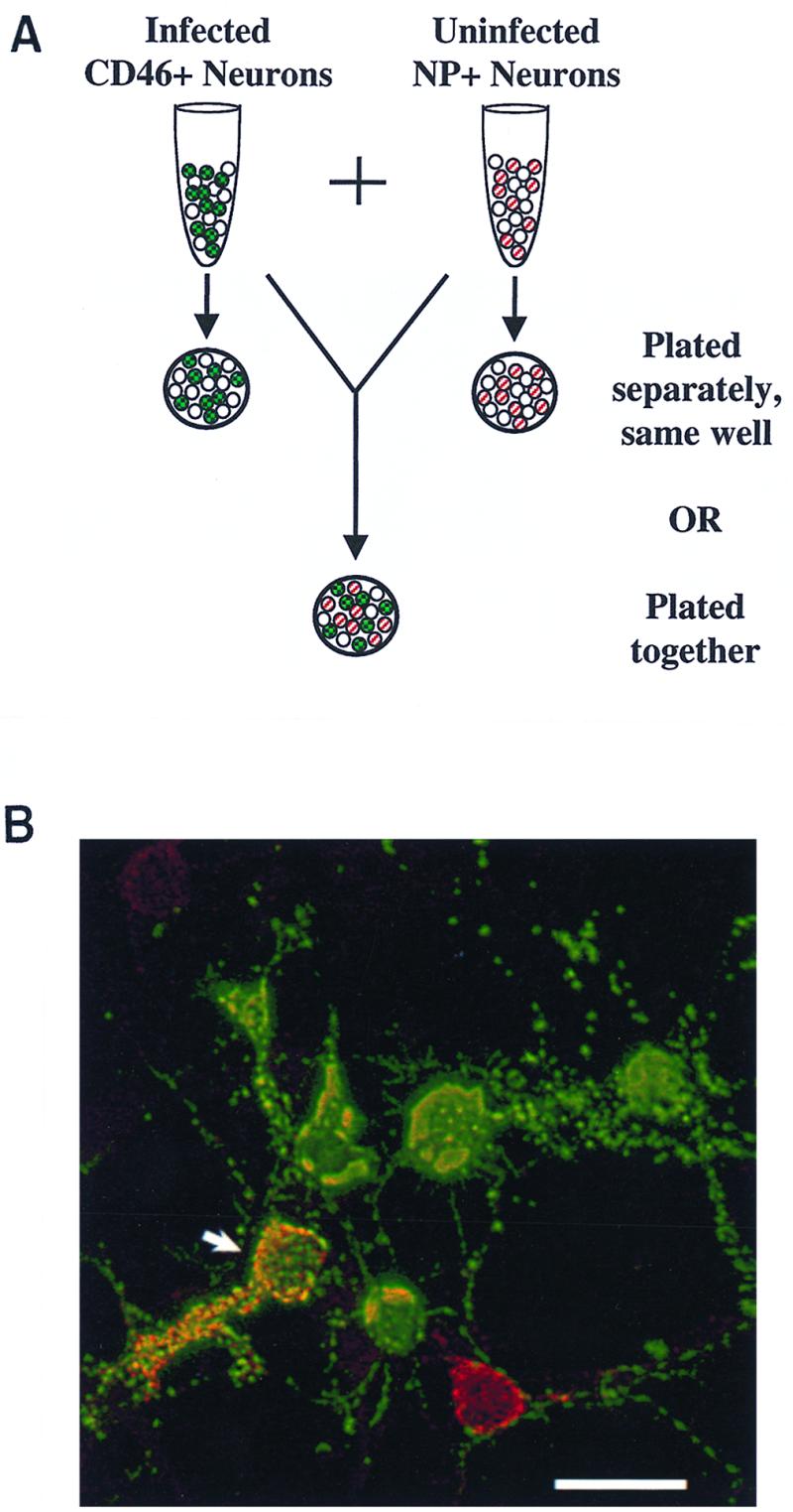 FIG. 6