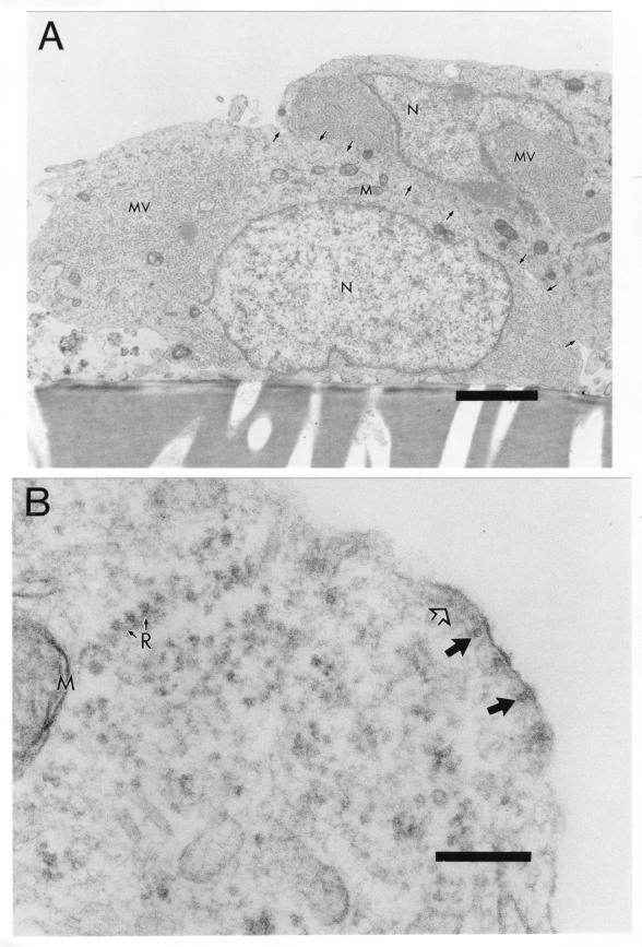 FIG. 5