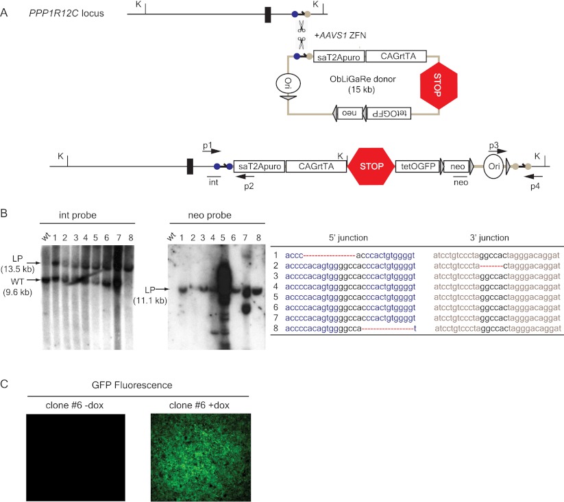 Figure 4.