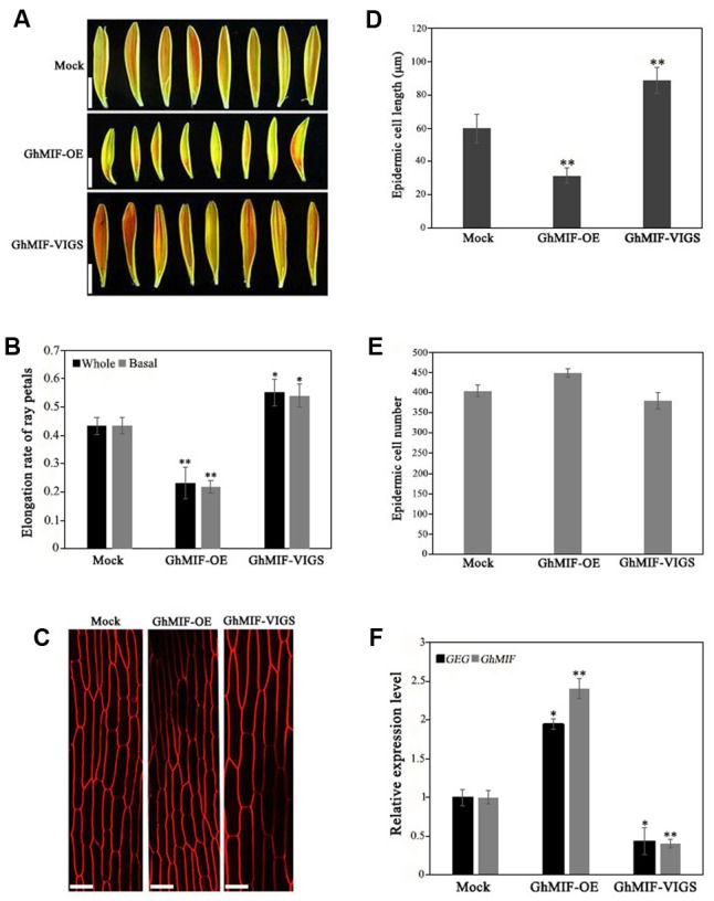 FIGURE 3