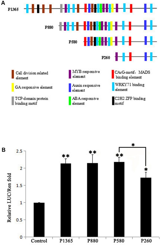 FIGURE 1